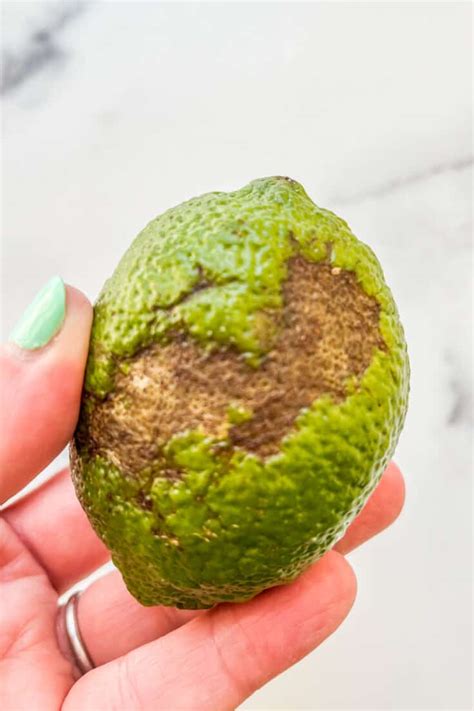 How To Tell If A Lime Has Gone Bad With Photos This Healthy Table