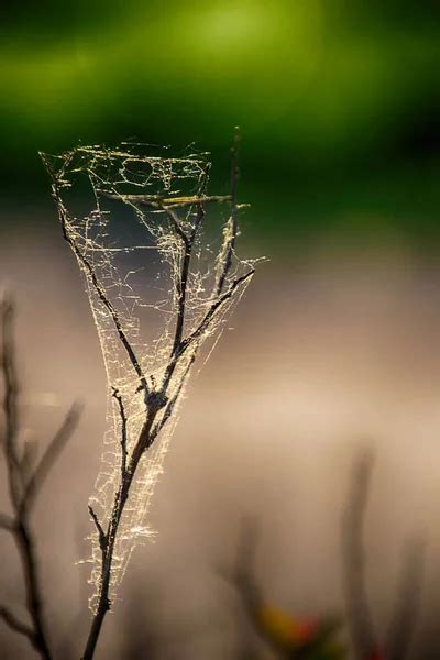 Nature Immagini Vettoriali Stock Depositphotos