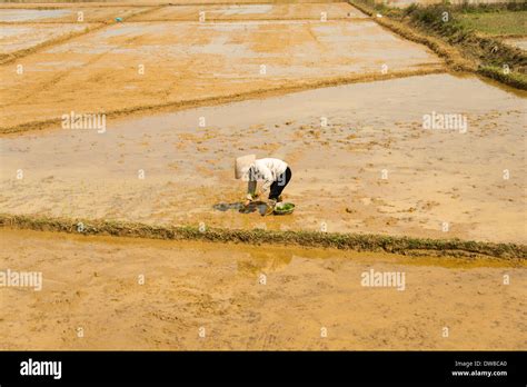 Farmer In Rice Field Hi Res Stock Photography And Images Alamy