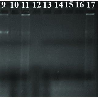 Sensitivity Of The Psr Assay In Genomic Dna Of L Monocytogenes With