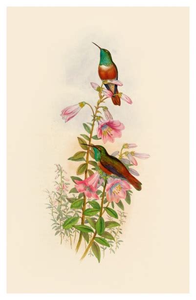 Hummingbird Bird Vintage Old Free Stock Photo Public Domain Pictures