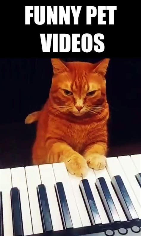 cat playing piano meme - Alfreda Rosen