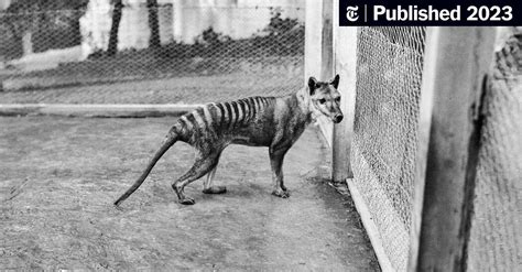 New Support for Some Extinct Tasmanian Tiger Sightings - The New York Times