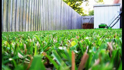 How To Mow Centipede Grass Garden Guides