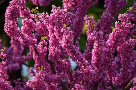 21 of the Best Redbud Varieties | Gardener’s Path