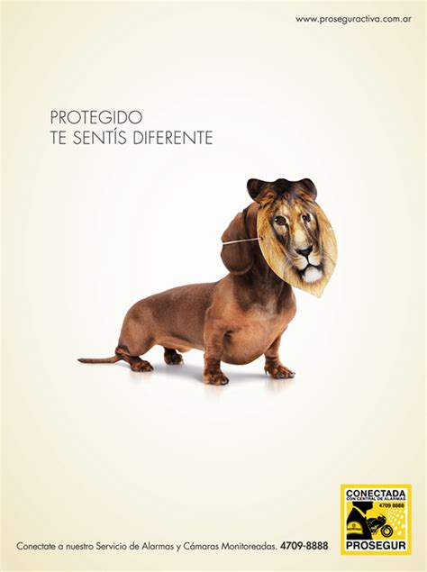 Perros Protegidos de 361º Argentina para Prosegur LatinSpots