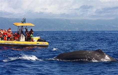 Azores Whale Watching Terra Azul Vila Franca Do Campo Tutto Quello