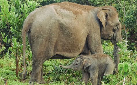 Bienvenida Nace Cr A De Elefante De Sumatra Especie En Peligro