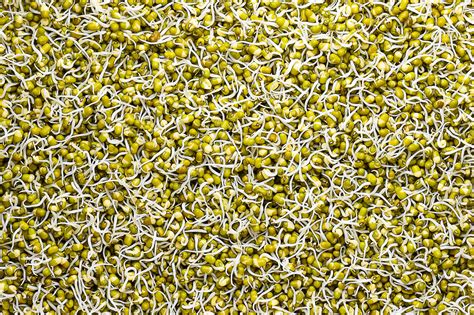 How to sprout seeds to use in the kitchen | SA Garden and Home