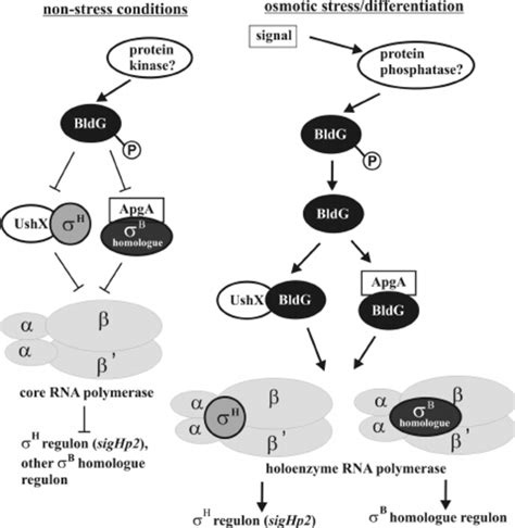 High Resolution S1 Nuclease Mapping Of The Sigh Operon In The Wild Type Download Scientific