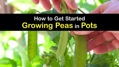 Planting Peas In A Pot Clever Guide To Growing Pea Plants In Pots