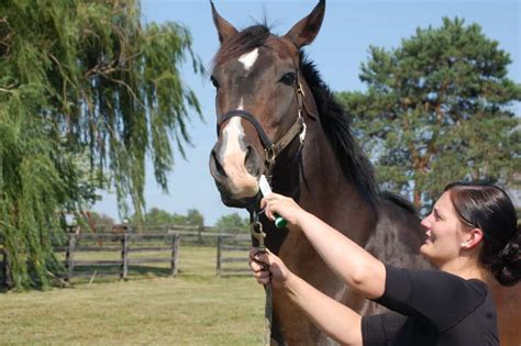 Q&A: Controlling Parasites in Horses – The Horse