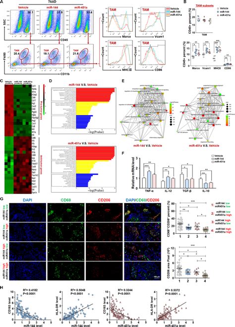 Mir 144mir 451a Modulates The Hcc Paracrine Function To Promote