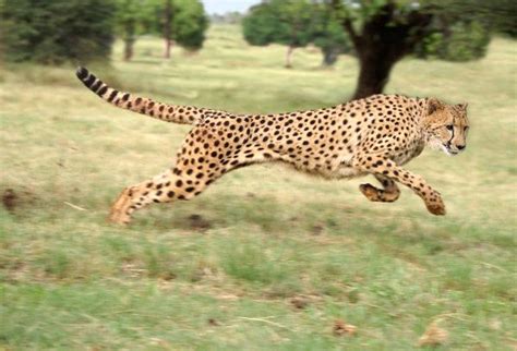 Cheetah The Fastest Land Animal In The World - Feline Facts and Information