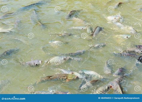 Pescados Que Comen La Comida De Pescados En El Agua Superficial Imagen