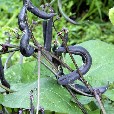 20 semillas de frijol tipi morado enano Phaseolus vulgaris Etsy España