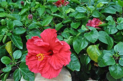 Red Hibiscus Flower With Leaves Hd Wallpaper Wallpaper Flare