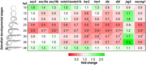 Frontiers In A Zebrafish Biomedical Model Of Human Allan Herndon