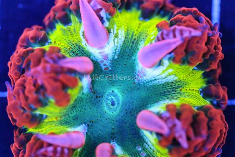 Sunday Funday Flash Sale Saltcritters Nano Reef Community