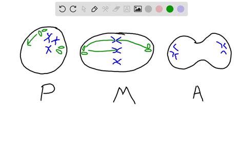 SOLVED:How many centrioles does a cell have at metaphase of mitosis?