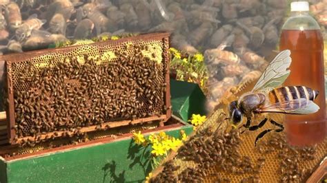 Honey Bee Farming In India Honey Bee Farm India Video Zone Youtube