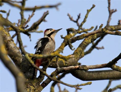 Belegbild Blutspecht Ngidn Naturgucker De Enjoynature