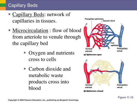 Portal System Capillary Beds