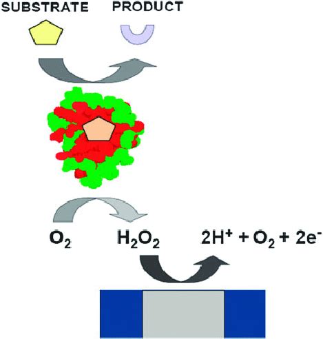 Oxygen Dependent First Generation Biosensor With Amperometric Detection