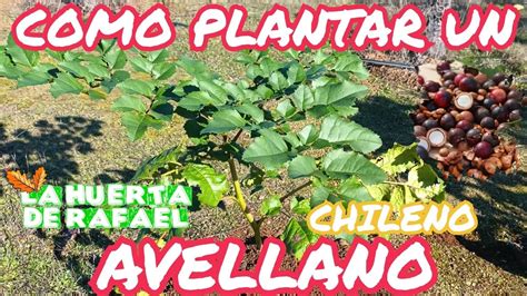 Cómo plantar un árbol de avellana chilena Gevuina avellana El