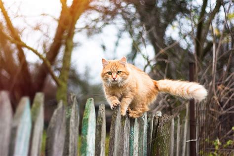 W Rmer Bei Katzen Ansteckung Symptome Und Behandlung