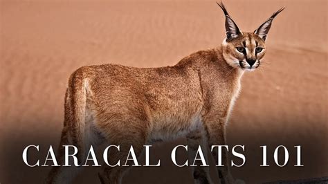 Caracal Cats 101 Fun Facts YouTube