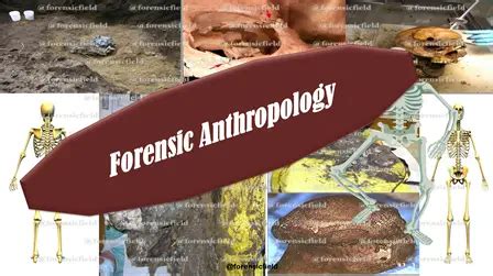 Forensic Anthropology - Forensic's blog