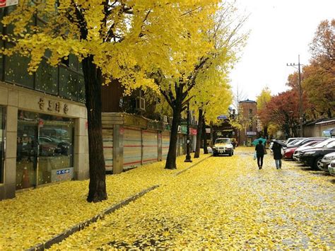 Autumn Foliage In Busan — Top 6 Busan Attractions In Autumn And Around