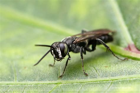 Crabronidae wasp - Singapore Geographic