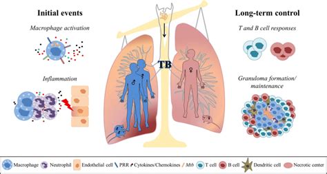 Chromosomal Sex And Hormones Might Modulate The Immune Response To Mtb