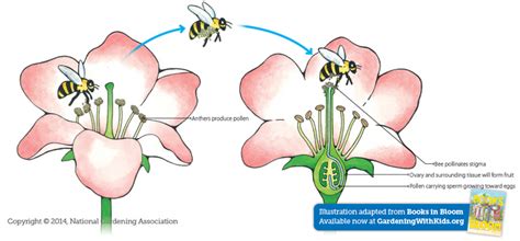 DIAGRAM Encyclopedia Britannica Pollination Diagram MYDIAGRAM ONLINE