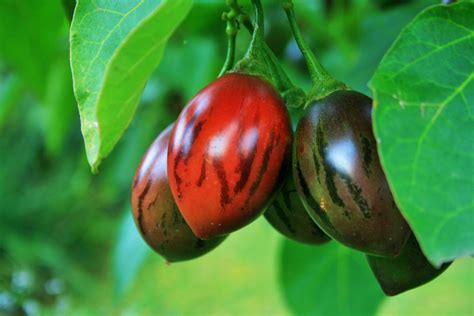 Tomate De Arbol Planta