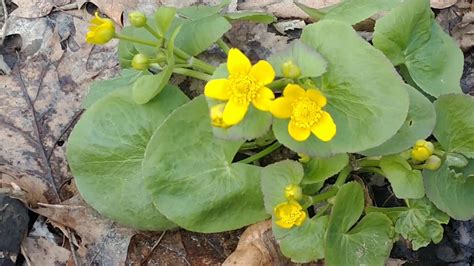 Marsh Marigold Caltha Palustris Youtube