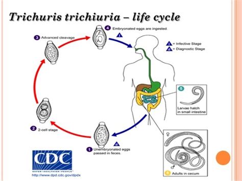 Whipworm Life Cycle