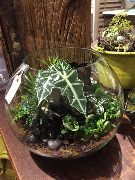 Terrarium Ideias De Terr Rio Terr Rio Hortas