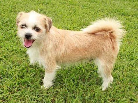 All About The Adorable Shih Tzu Chihuahua Mix Shichi