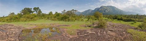 122 Mudumalai National Park Photos Free Royalty Free Stock Photos