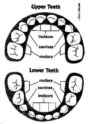 Baby Teeth Chart/Diagram - Order of Baby Teeth Falling Out - Losing ...