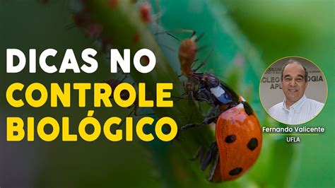 Dicas Para Controle Biol Gico Eficiente