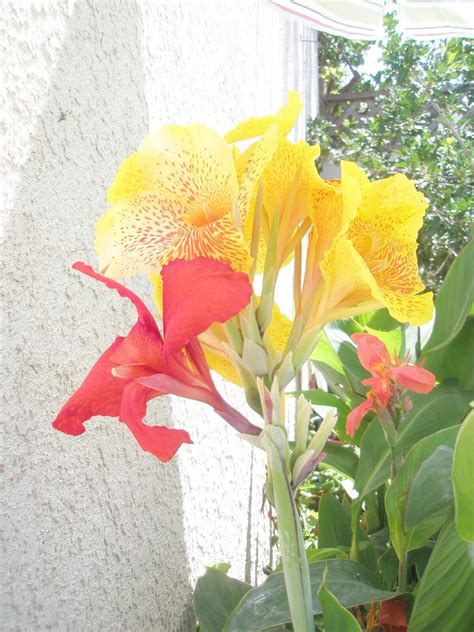 2 TWO Large Red King Humbert Canna Lily Rhizome Bulb Tropical Flower