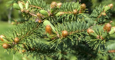 Muskelrheuma Archive Kostbare Natur