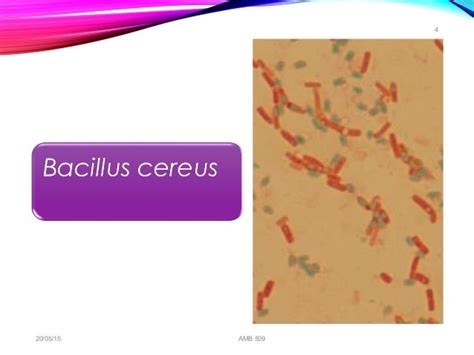 food spoilage bacteria