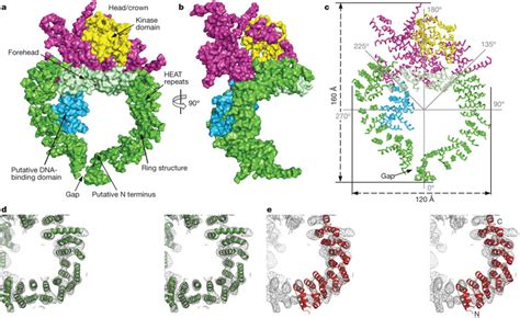 Overall View Of The Dna Pkcs Structure Molecular Surface Of Dna Pkcs