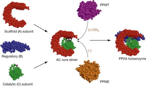 19 Astonishing Facts About Phosphatases - Facts.net