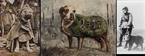 Sargento Stubby El Perro Más Condecorado De La Primera Guerra Mundial